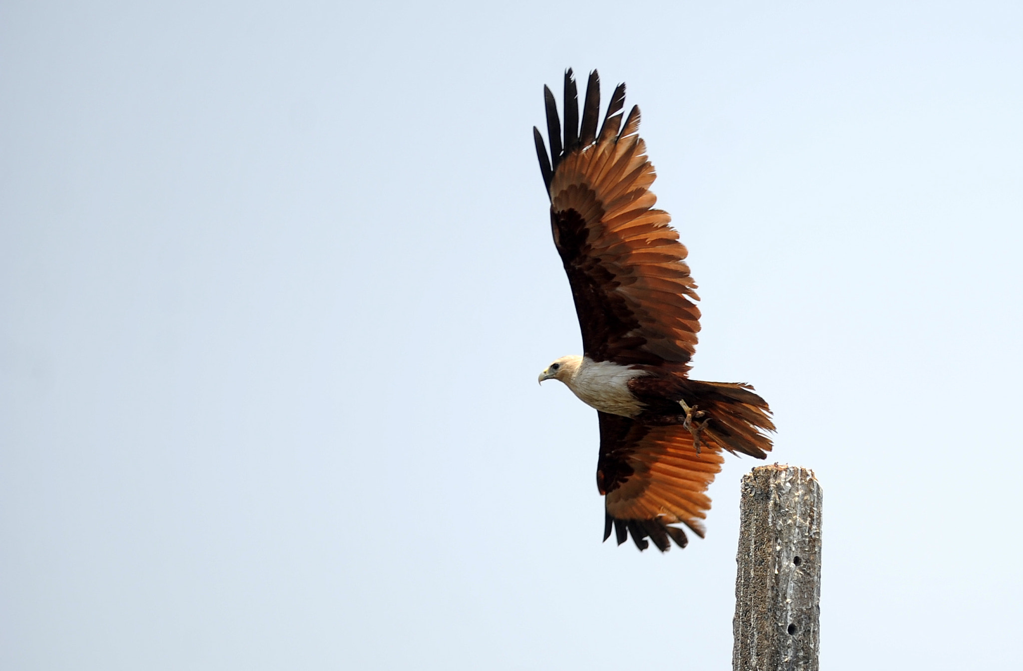 Nikon AF-S Nikkor 300mm F2.8G ED VR II sample photo. Take off photography