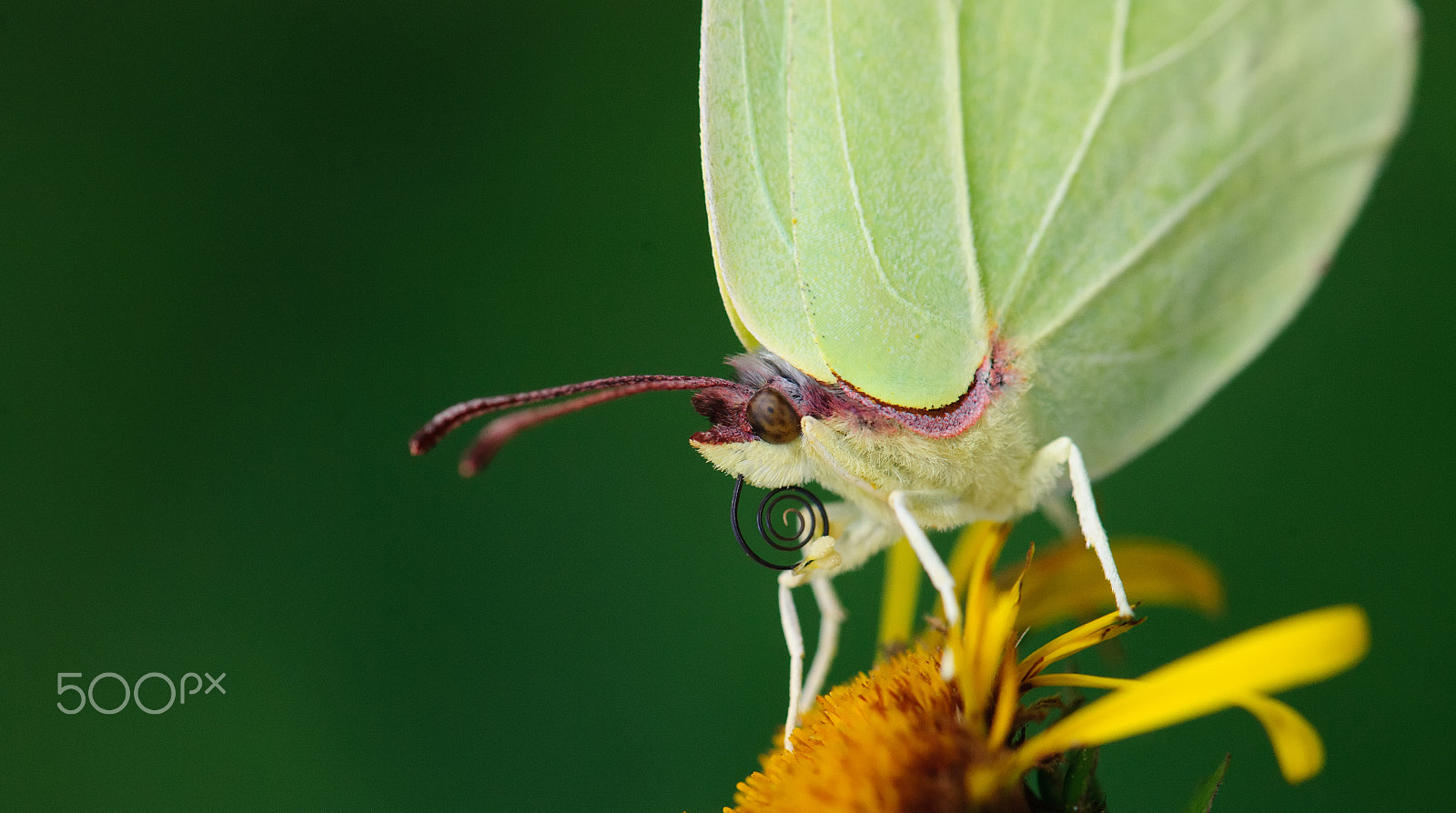 Nikon D3X sample photo. Close up photography