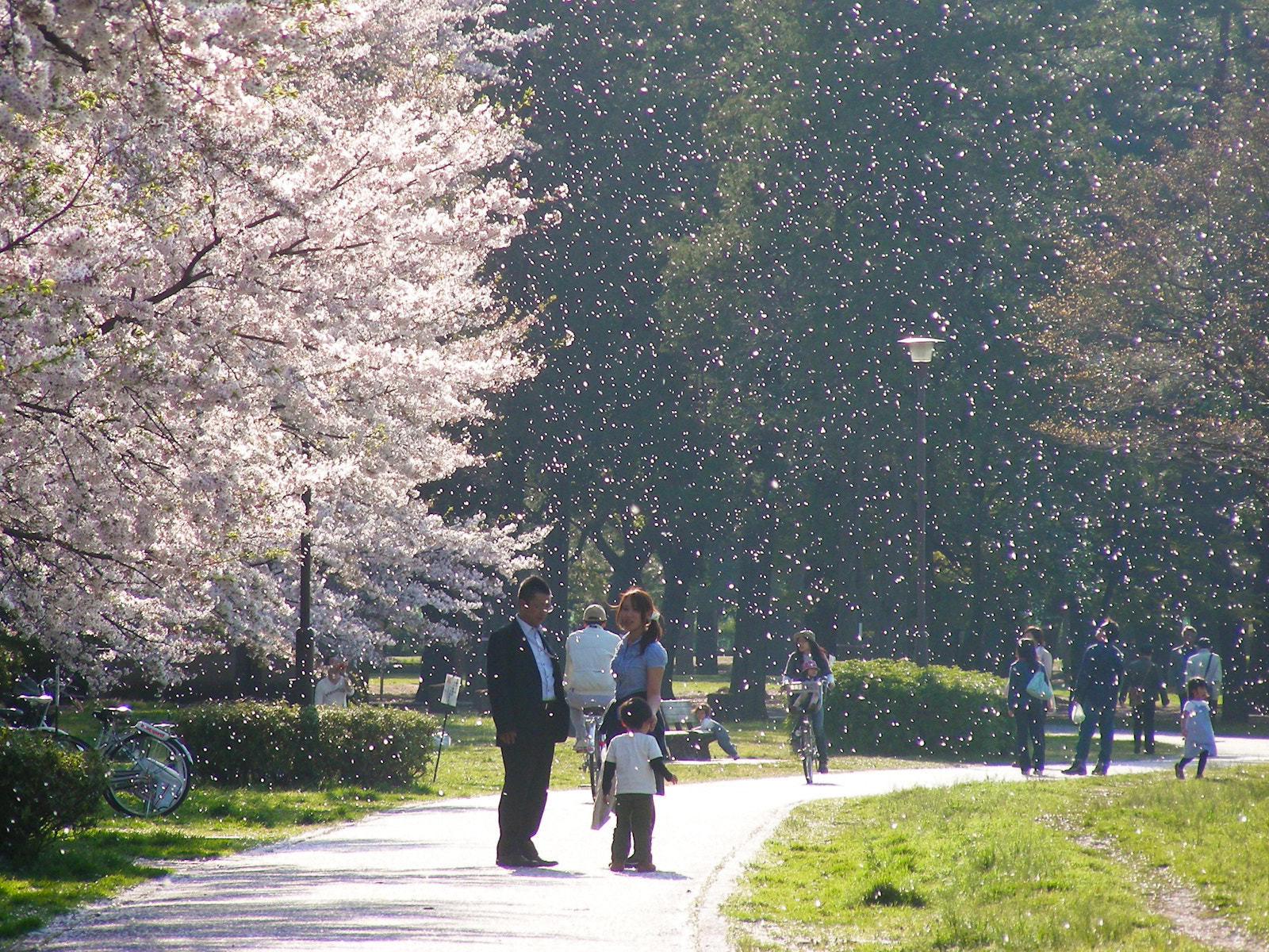 Nikon COOLPIX S10 sample photo. Sakura fubuki photography