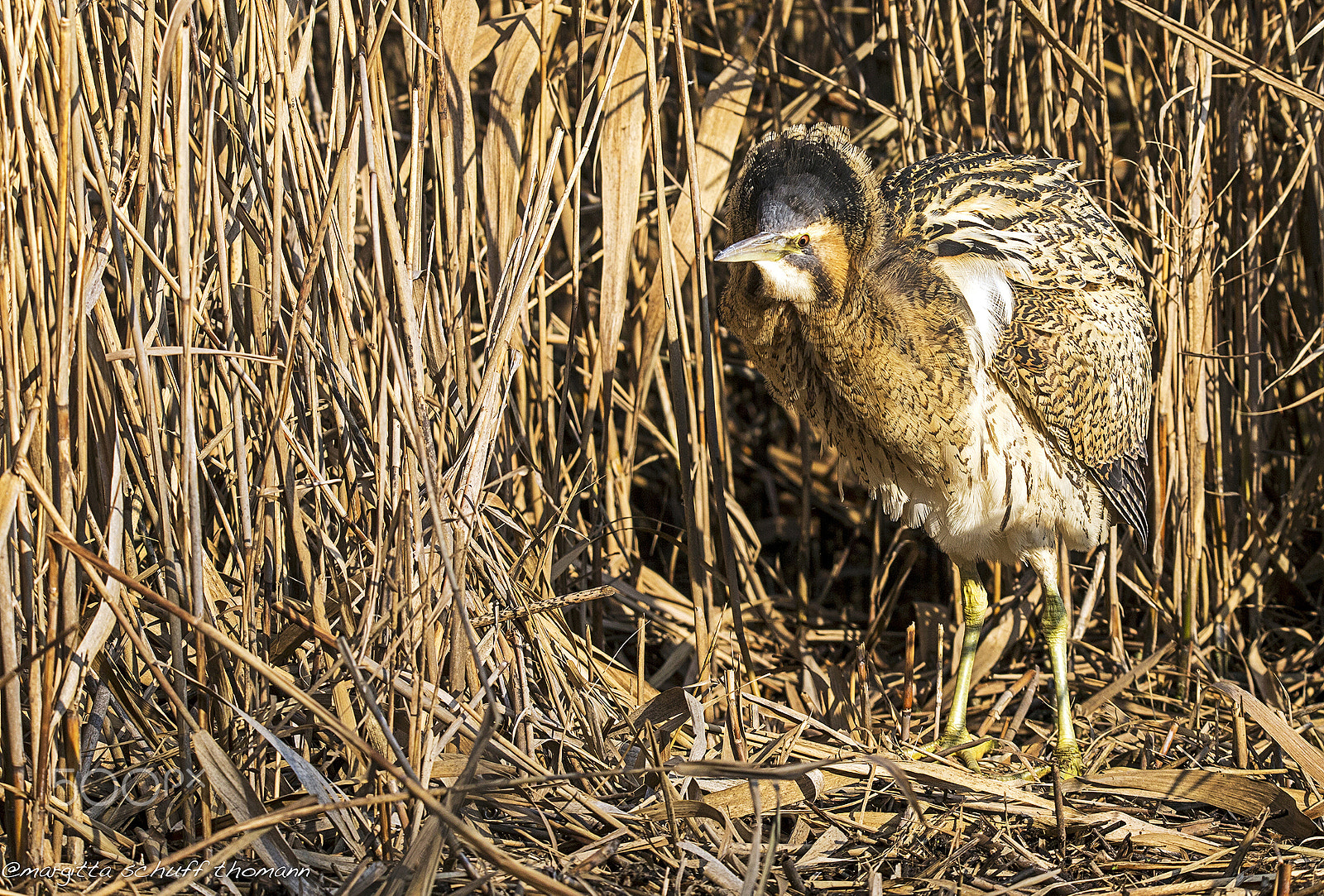 Tamron SP 150-600mm F5-6.3 Di VC USD sample photo. Bittern.. photography
