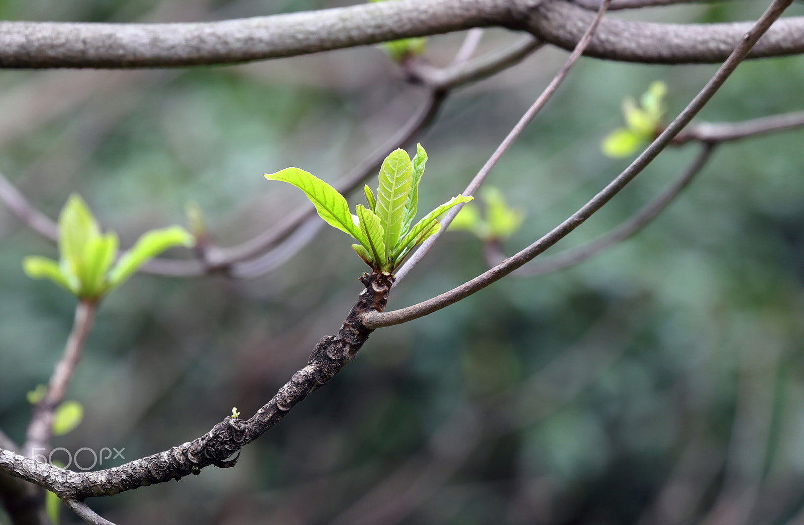 Canon EF 70-300mm F4-5.6L IS USM sample photo. Trees are having sprouts photography