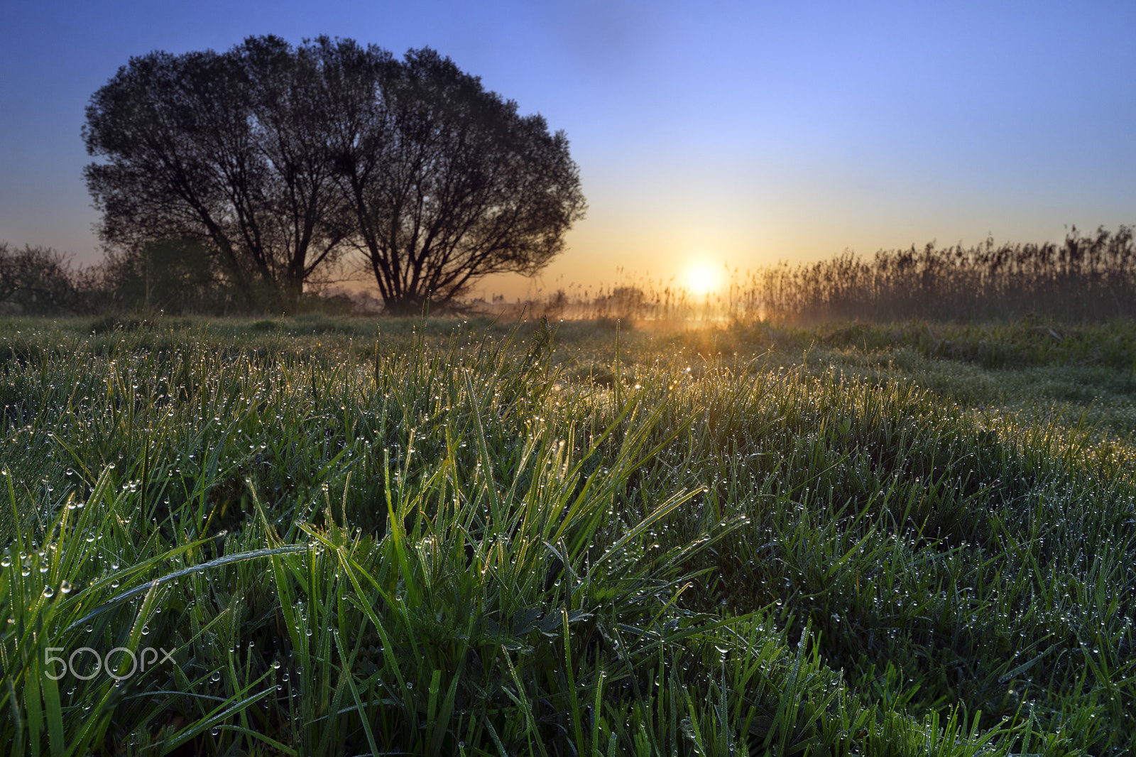 Sony a7R + Sony Distagon T* FE 35mm F1.4 ZA sample photo. Meadow with tree in fog at sunrise photography