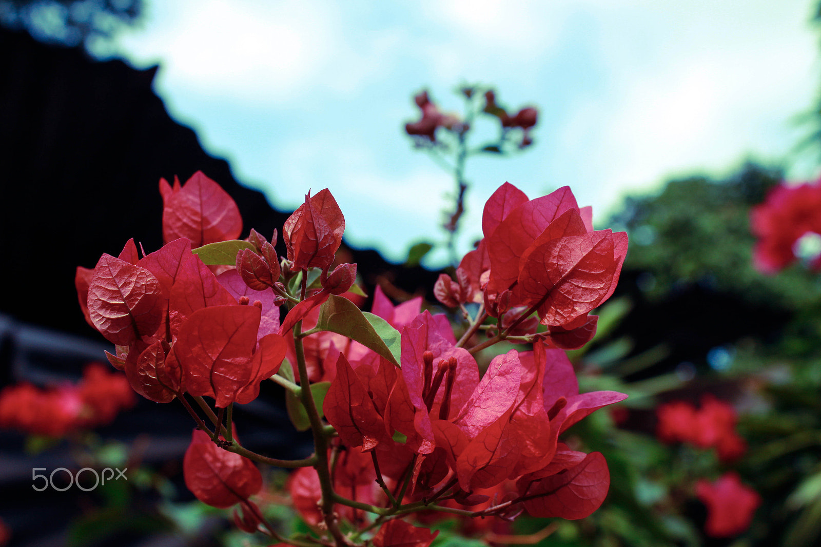 Canon EOS 650D (EOS Rebel T4i / EOS Kiss X6i) sample photo. Looking up to the sky photography