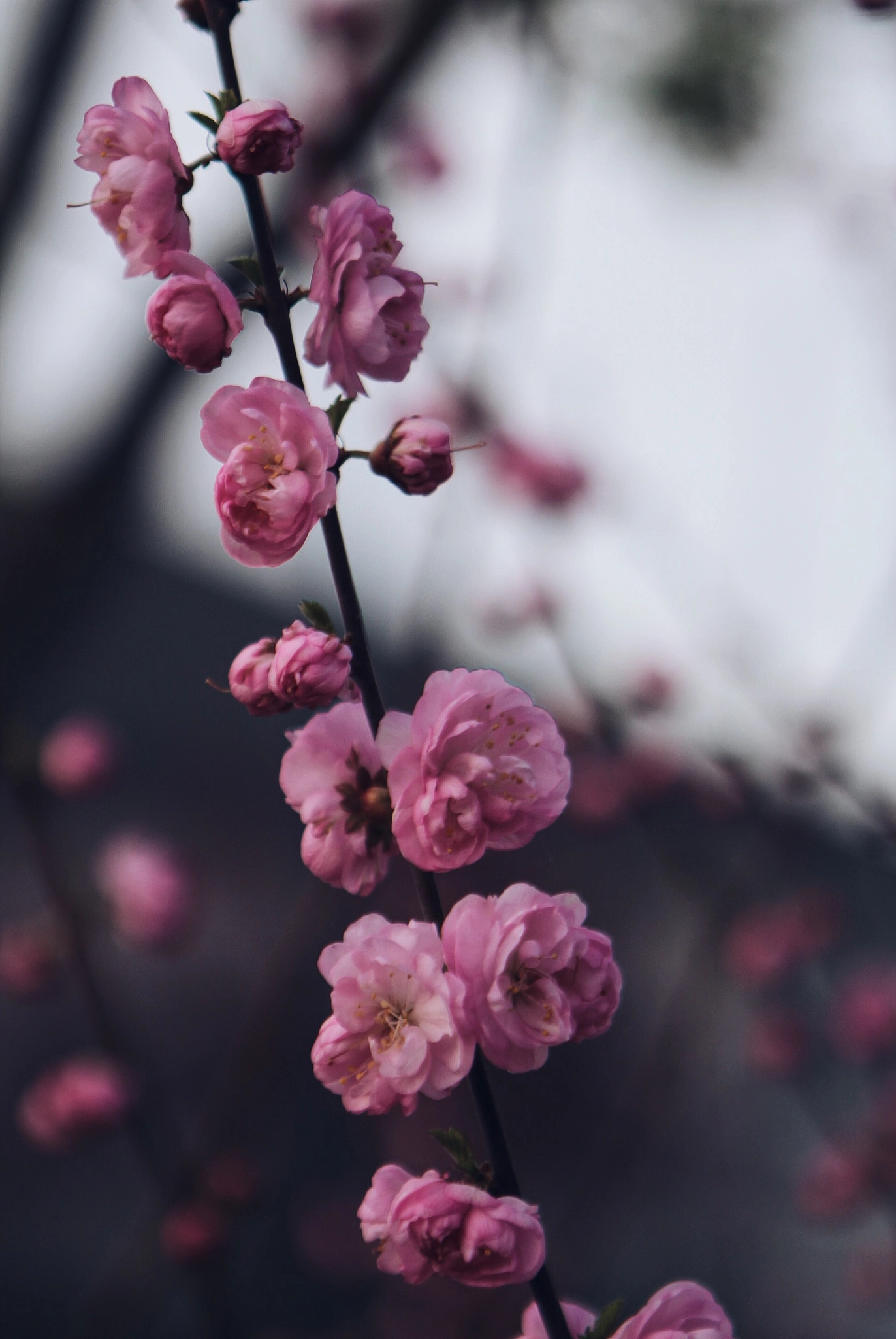 Canon EF 24-70mm F2.8L USM sample photo. Untitled photography