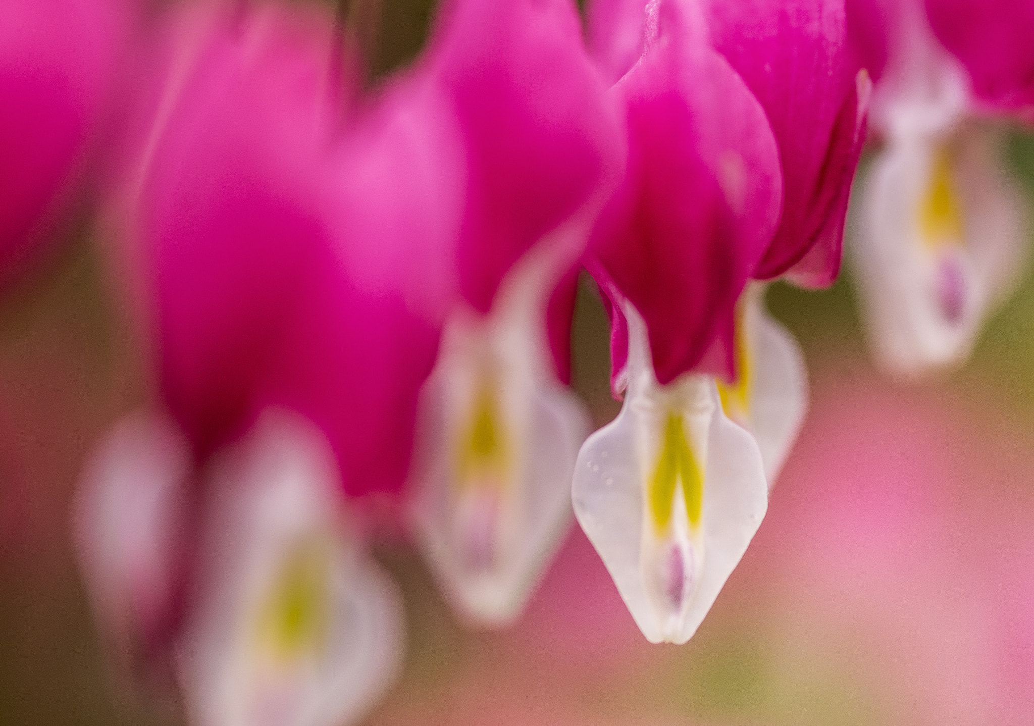 Pentax K-r + Sigma sample photo. Heart of flowers photography