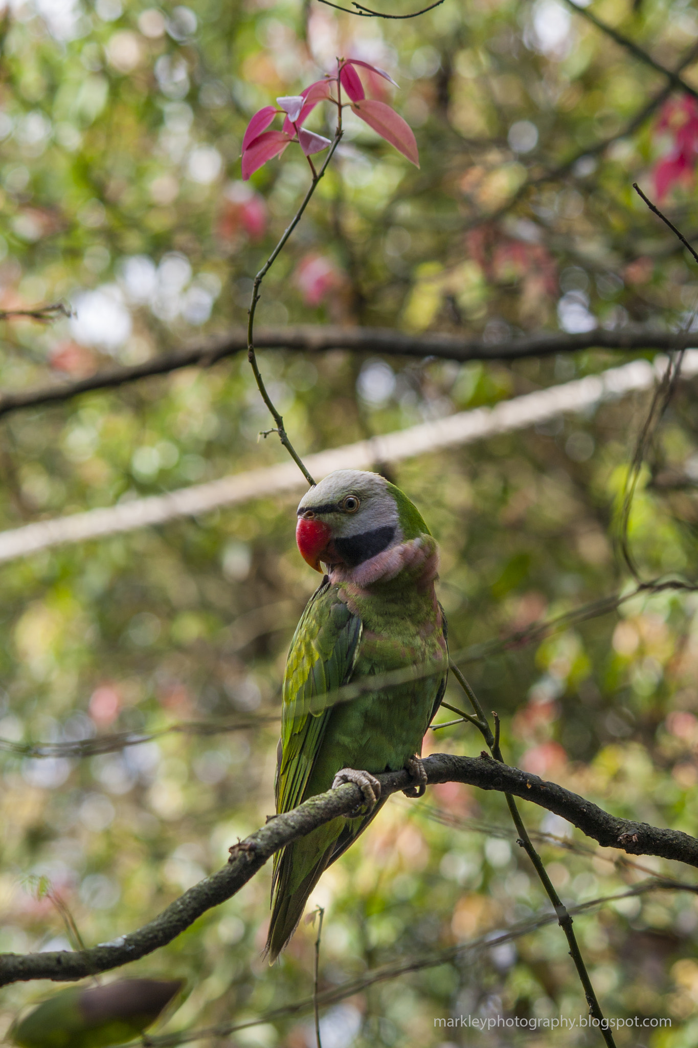 Canon EOS 1000D (EOS Digital Rebel XS / EOS Kiss F) sample photo. Green lories photography