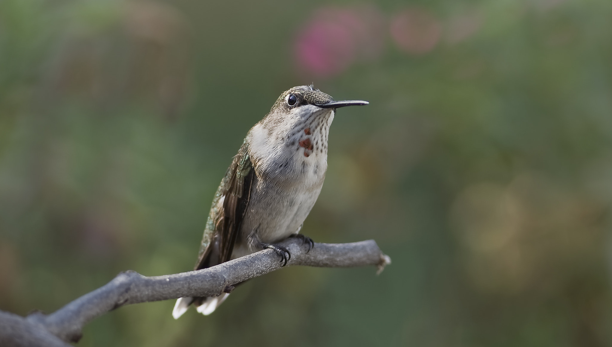 Nikon D7100 + Sigma 105mm F2.8 EX DG Macro sample photo. Momentarily perched photography