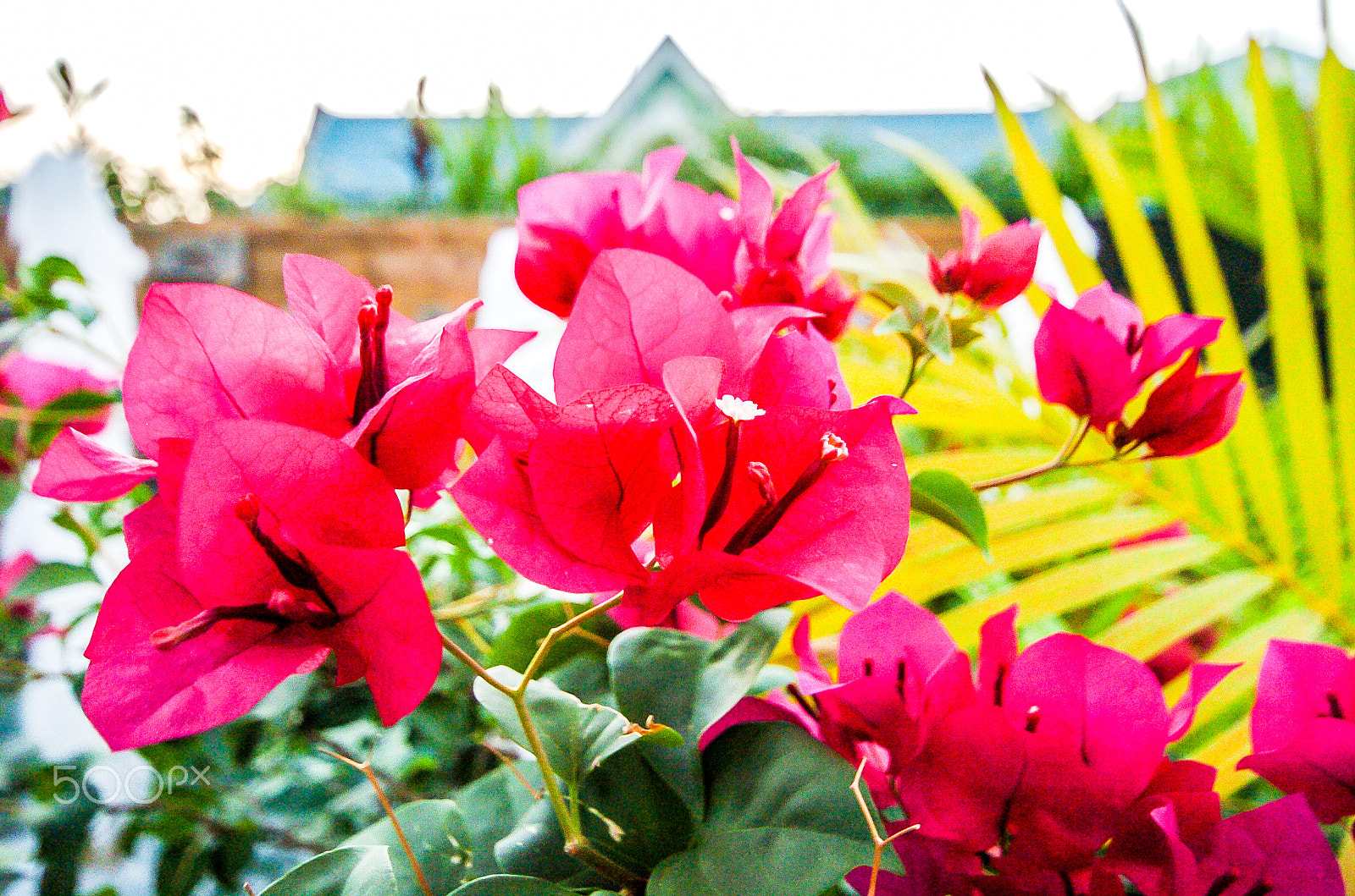 Nikon D2H + Sigma 10-20mm F4-5.6 EX DC HSM sample photo. Bougainvillea photography