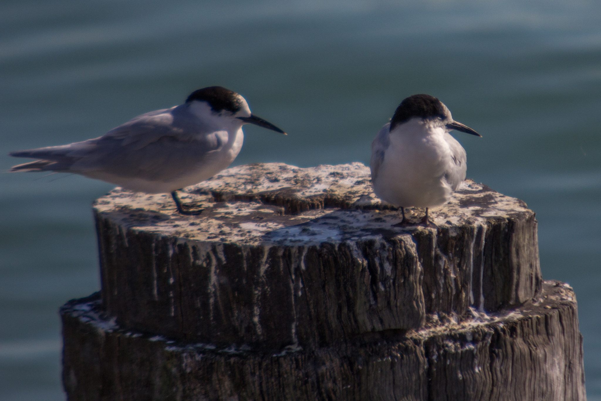 Sigma 70-200mm F2.8 EX DG OS HSM sample photo