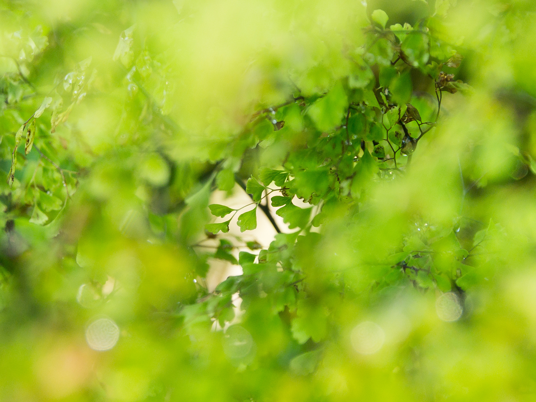 Olympus PEN E-PL3 + OLYMPUS M.12-50mm F3.5-6.3 sample photo. Ferns under ferns photography