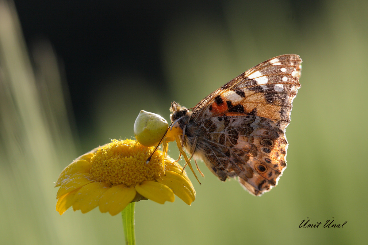 Canon EOS 40D + Canon EF 100mm F2.8 Macro USM sample photo. Food web iii photography