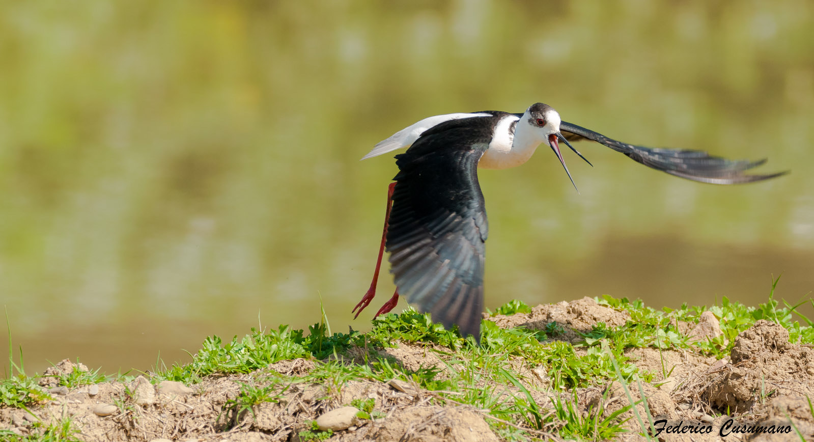 Sigma 150-600mm F5-6.3 DG OS HSM | C sample photo. Cavaliere photography