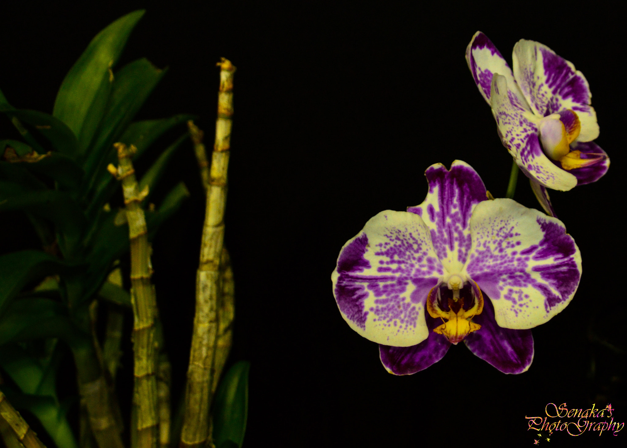 Sigma 24-135mm F2.8-4.5 sample photo. Orchid  photography