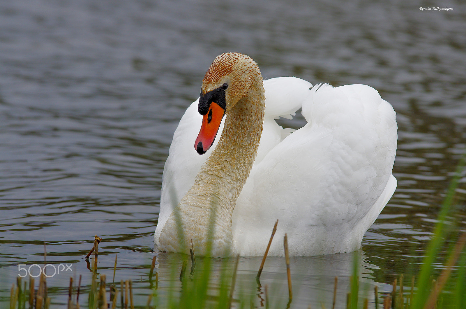 Pentax K-3 sample photo. Bird photography