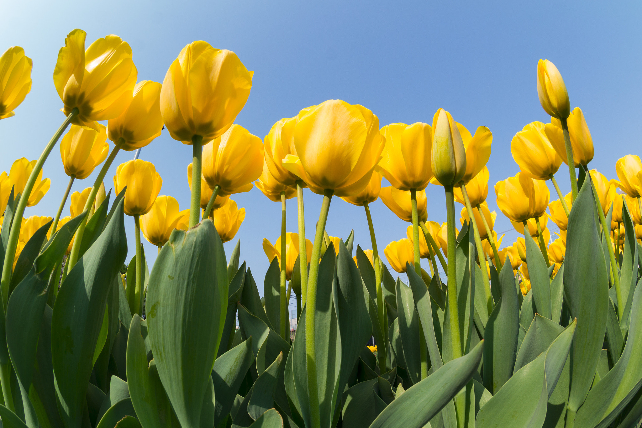 Samsung NX300M + Samsung NX 10mm F3.5 Fisheye sample photo. Tulip photography