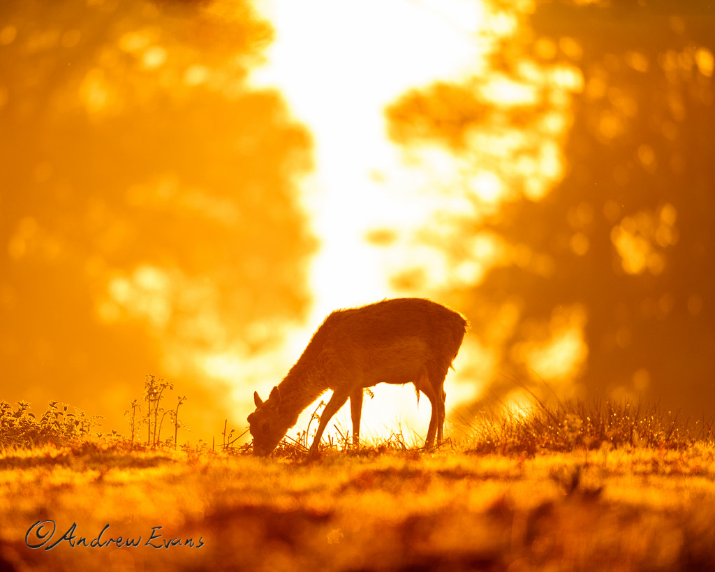 Nikon AF-S Nikkor 400mm F2.8G ED VR II sample photo. Golden hour photography
