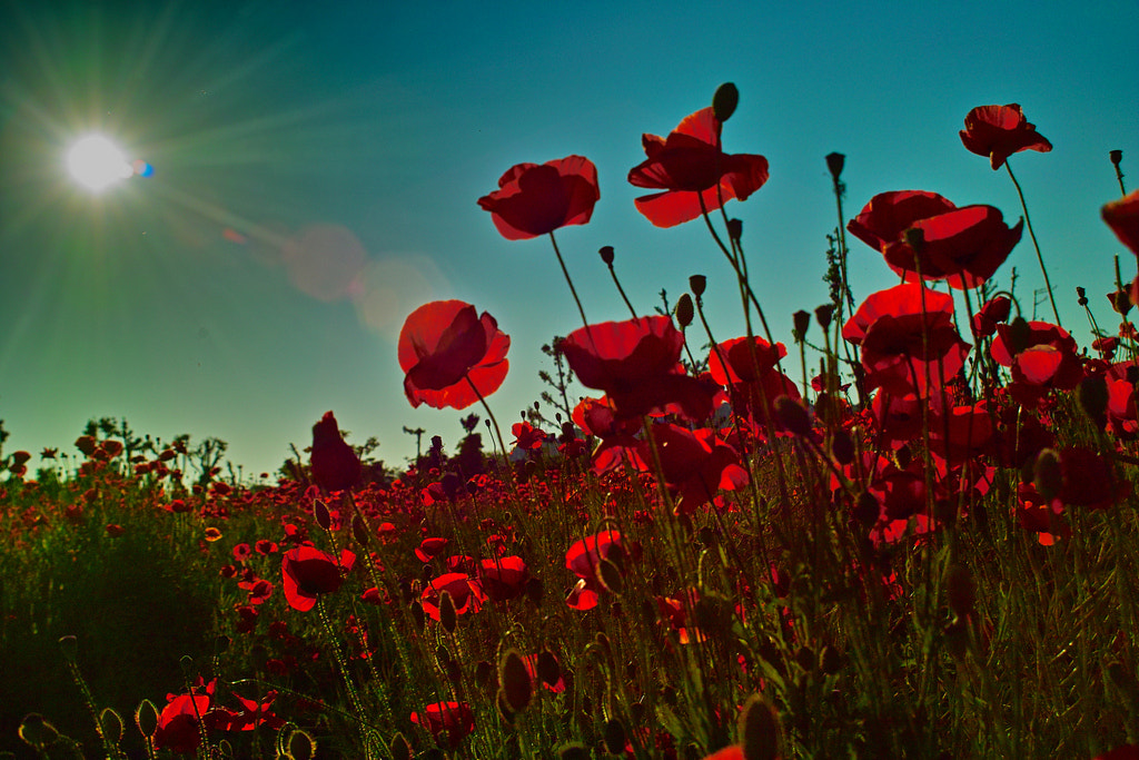 Sigma SD14 sample photo. Red poppy photography