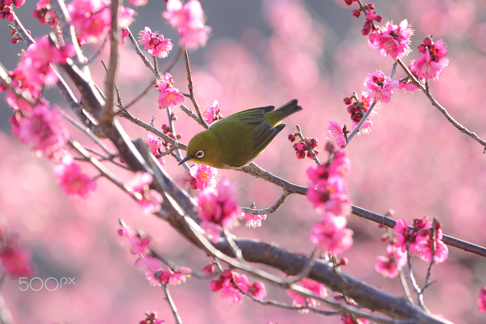 Canon EOS 550D (EOS Rebel T2i / EOS Kiss X4) sample photo. Messenger of spring photography