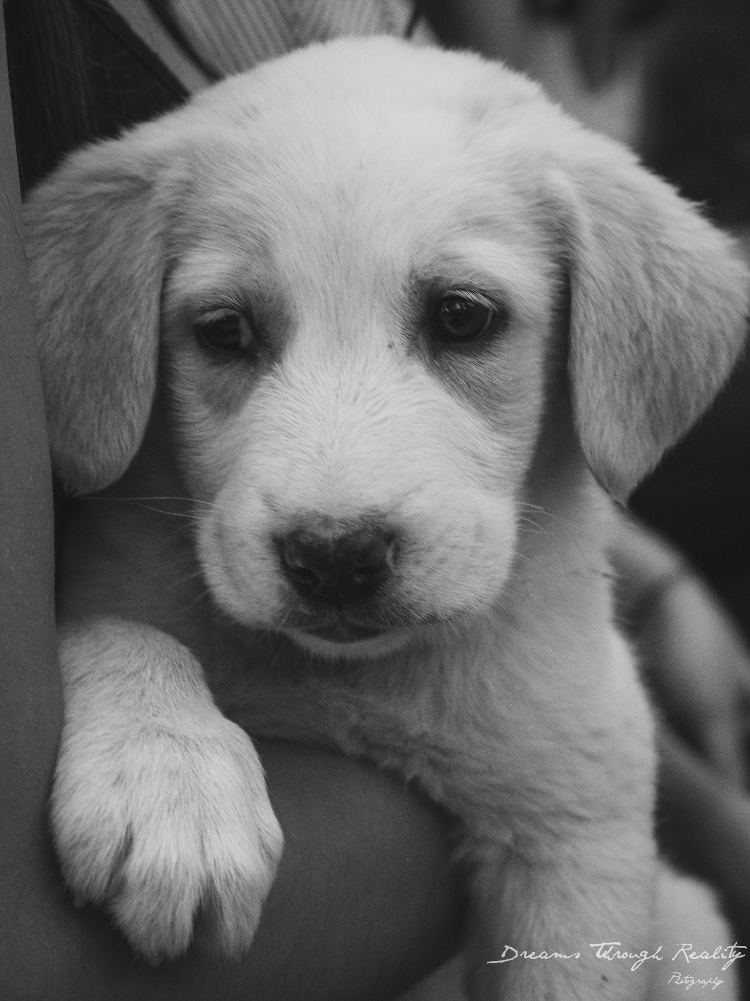 Olympus OM-D E-M10 sample photo. Little puppy photography