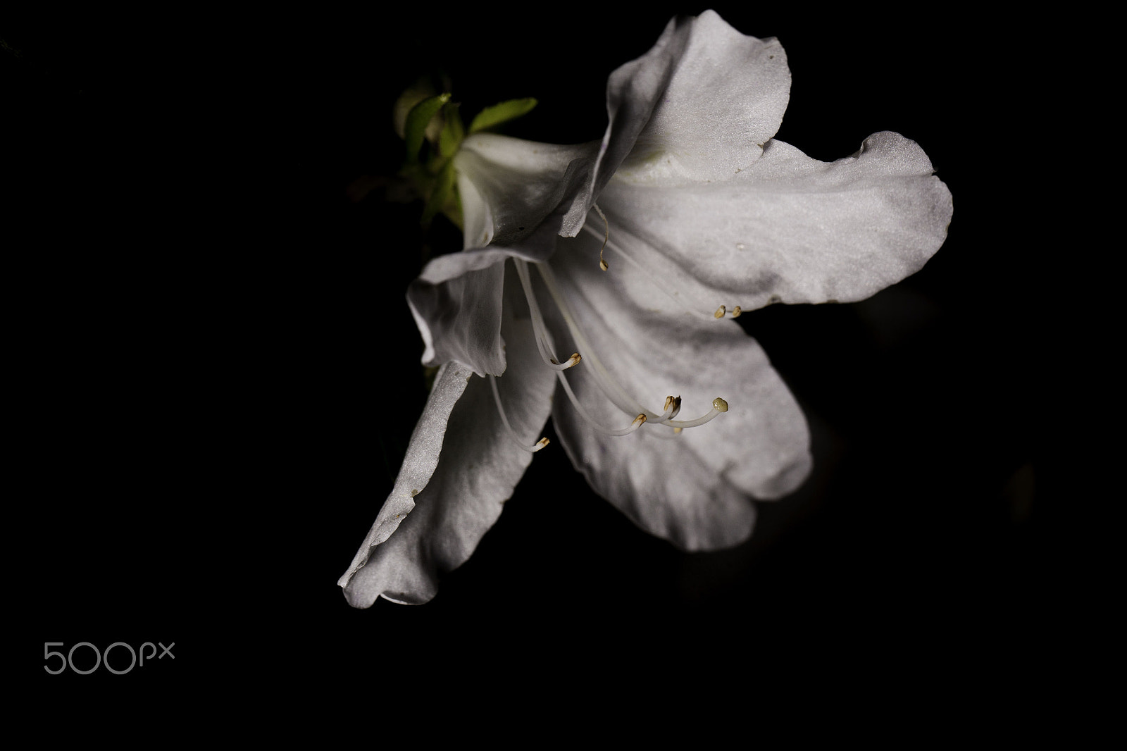 Canon EOS 5D + Canon EF 100mm F2.8L Macro IS USM sample photo. A lonely flower.... photography