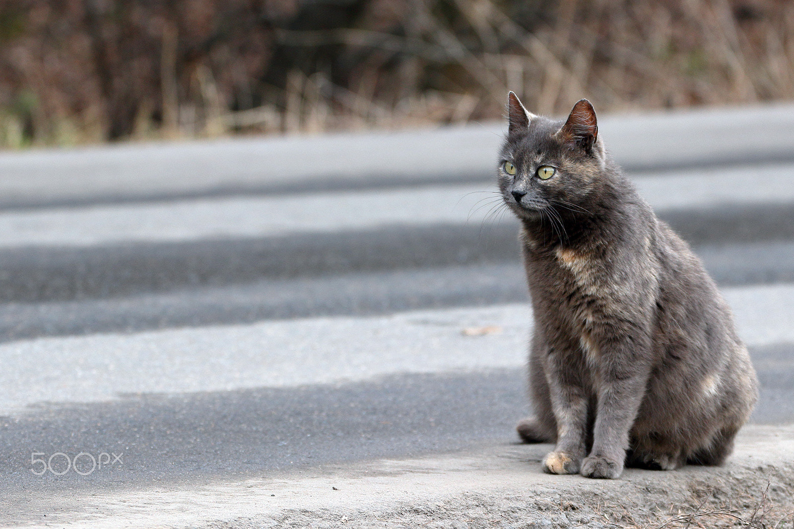 Canon EF 70-300mm F4-5.6L IS USM sample photo. Expectation photography