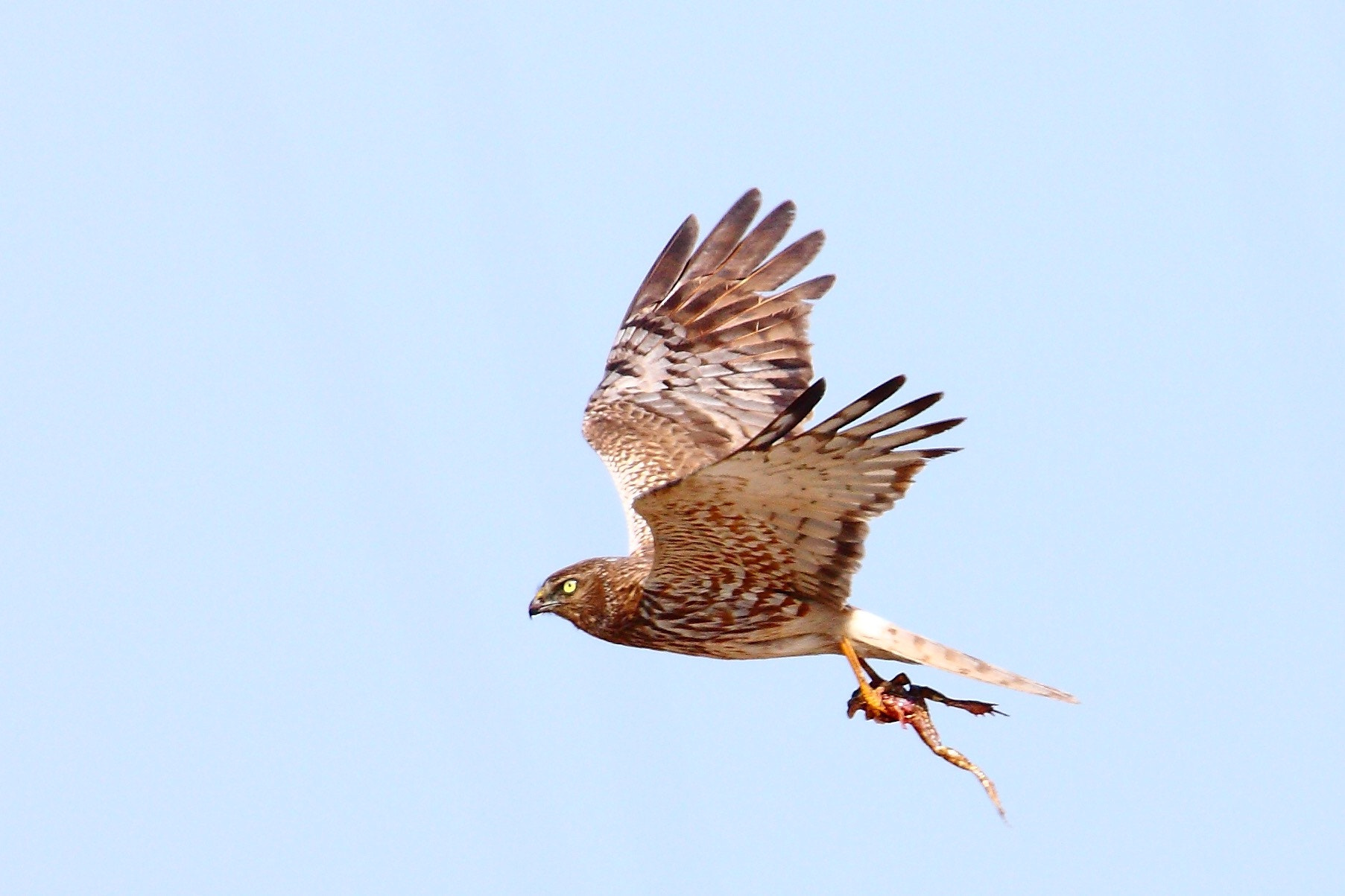 Canon EF 300mm F2.8L IS USM sample photo. The hunt photography