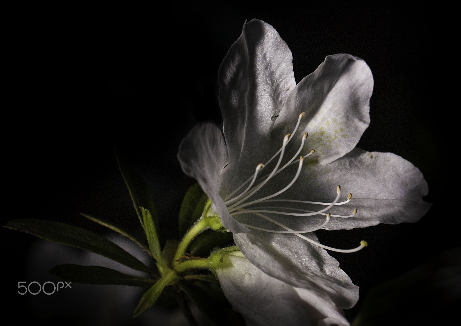 Canon EOS 5D + Canon EF 100mm F2.8L Macro IS USM sample photo. The flowering photography