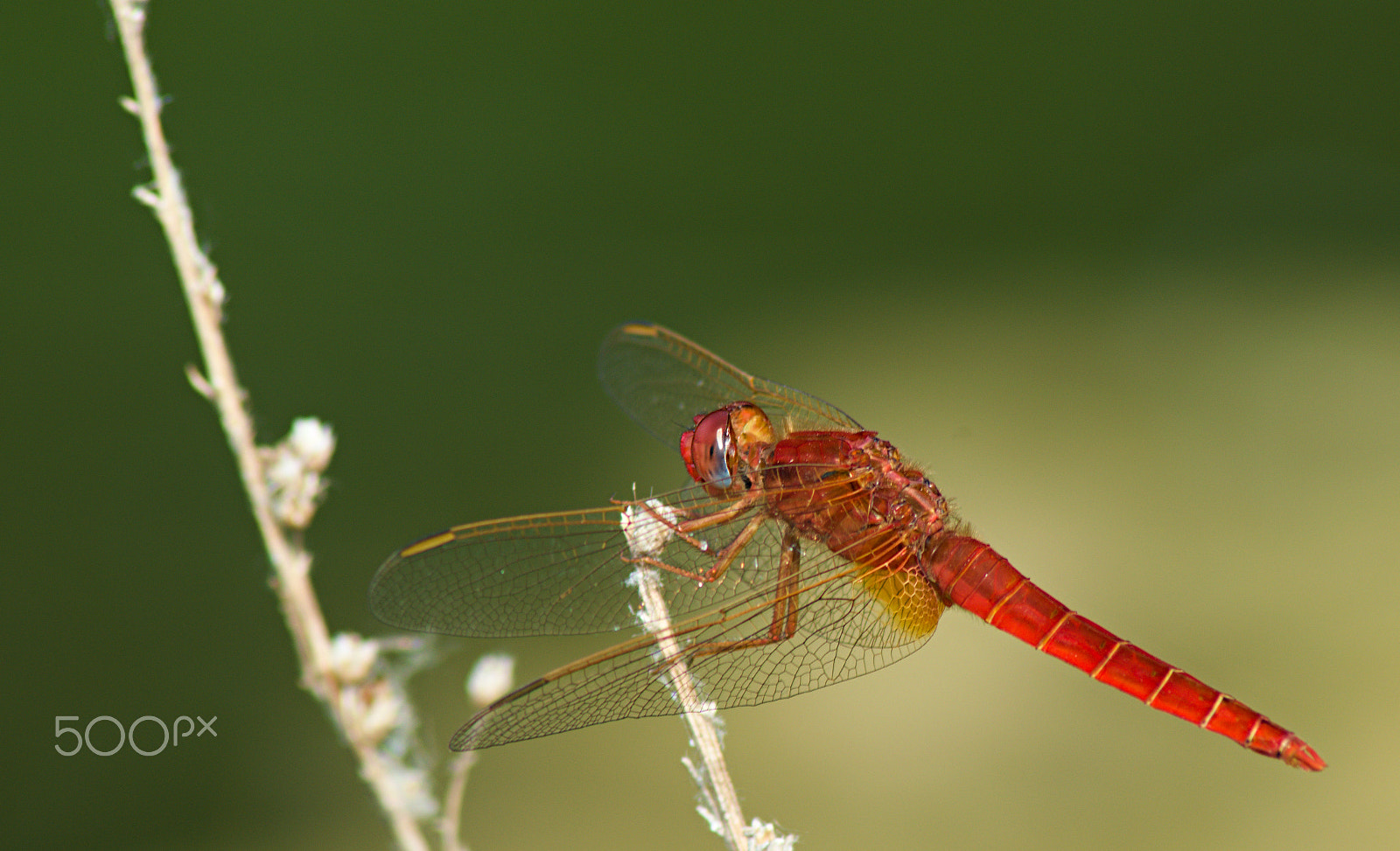 70.00 - 300.00 mm f/4.0 - 5.6 sample photo. The red baron / crocothemis erythraea photography