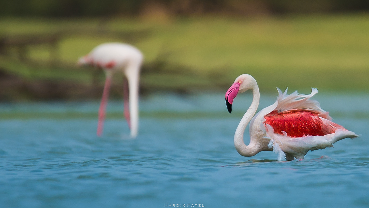 Nikon D4S + Tamron SP 150-600mm F5-6.3 Di VC USD sample photo. Greater flamingo.. photography