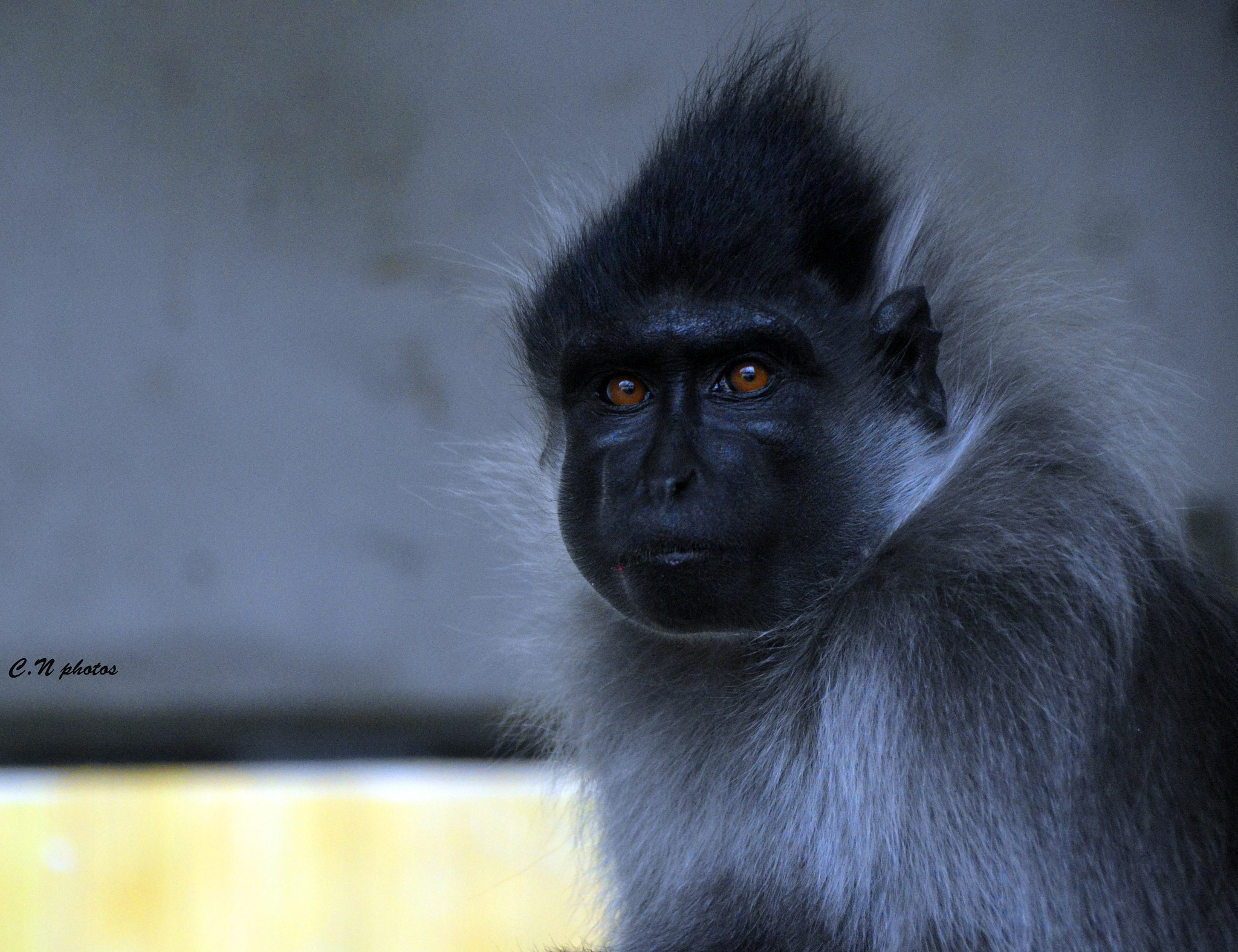 AF Zoom-Nikkor 80-200mm f/4.5-5.6D sample photo. Intense regard photography