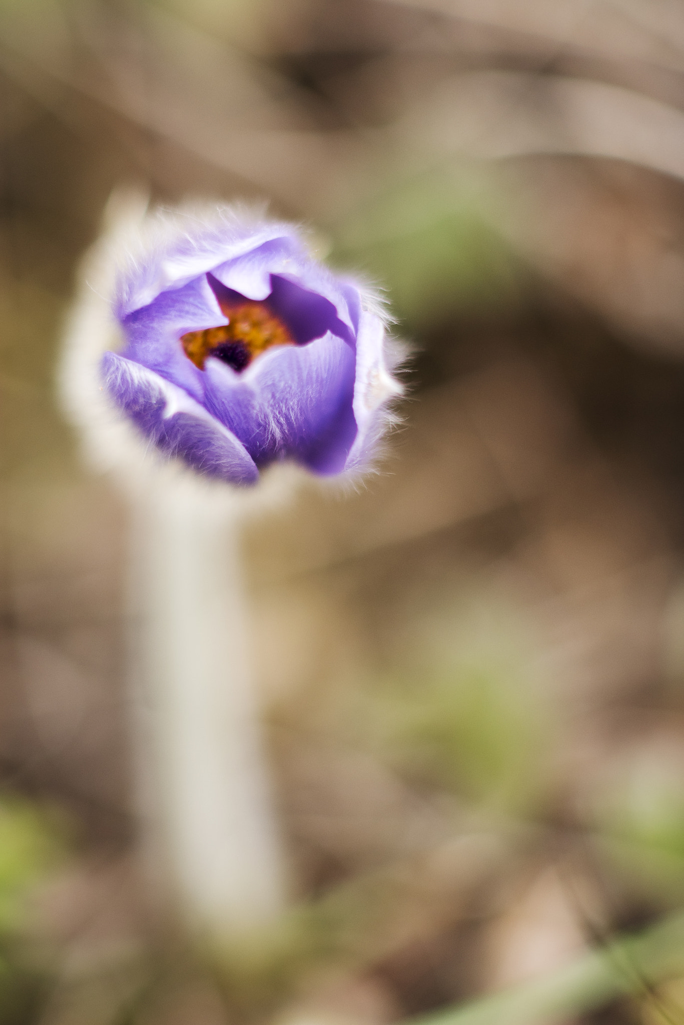 Nikon D750 + Nikon AF Nikkor 105mm F2D DC sample photo. Awakening photography