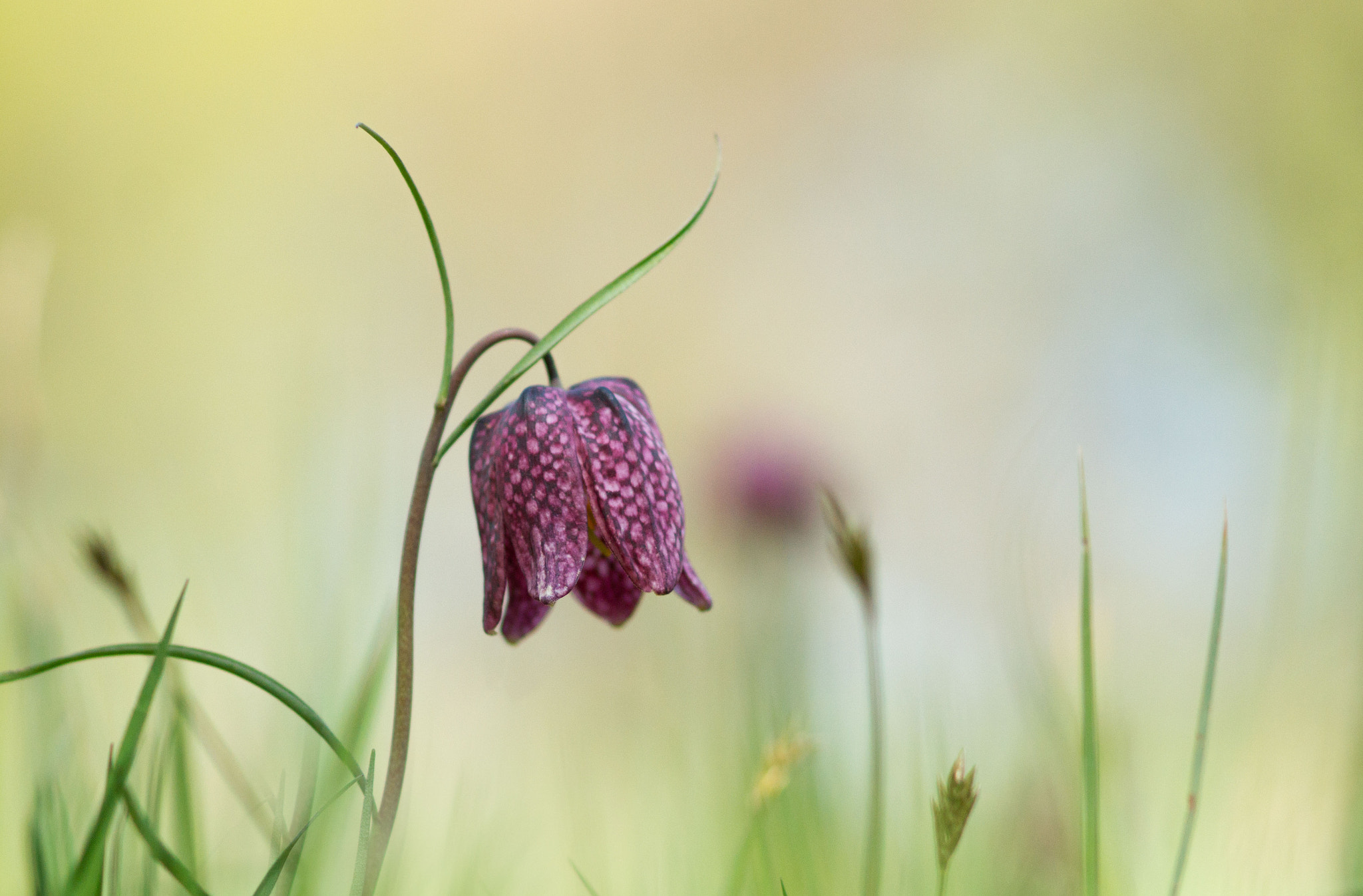 Sony Alpha DSLR-A550 + Sony 100mm F2.8 Macro sample photo. Fritillary photography