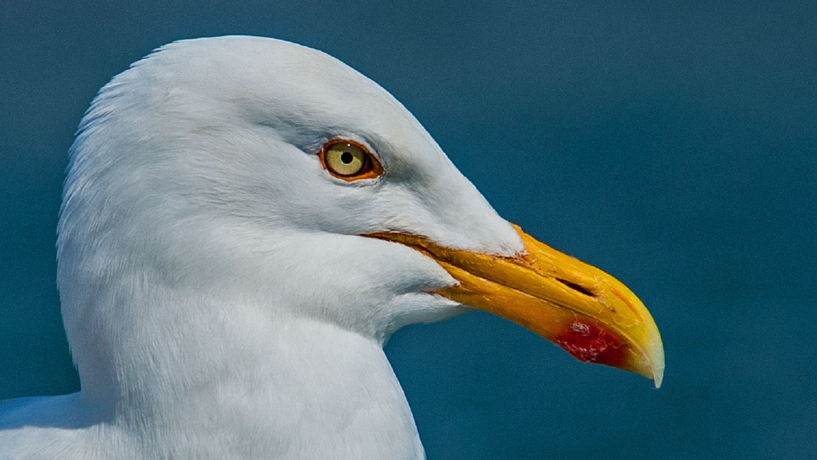 Nikon D3 sample photo. Eye to eye photography