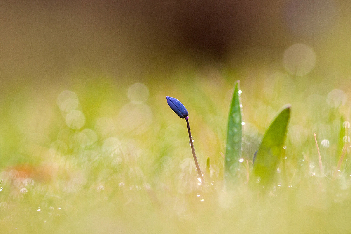 Canon EOS 30D + Canon EF 300mm F4L IS USM sample photo. Squil photography