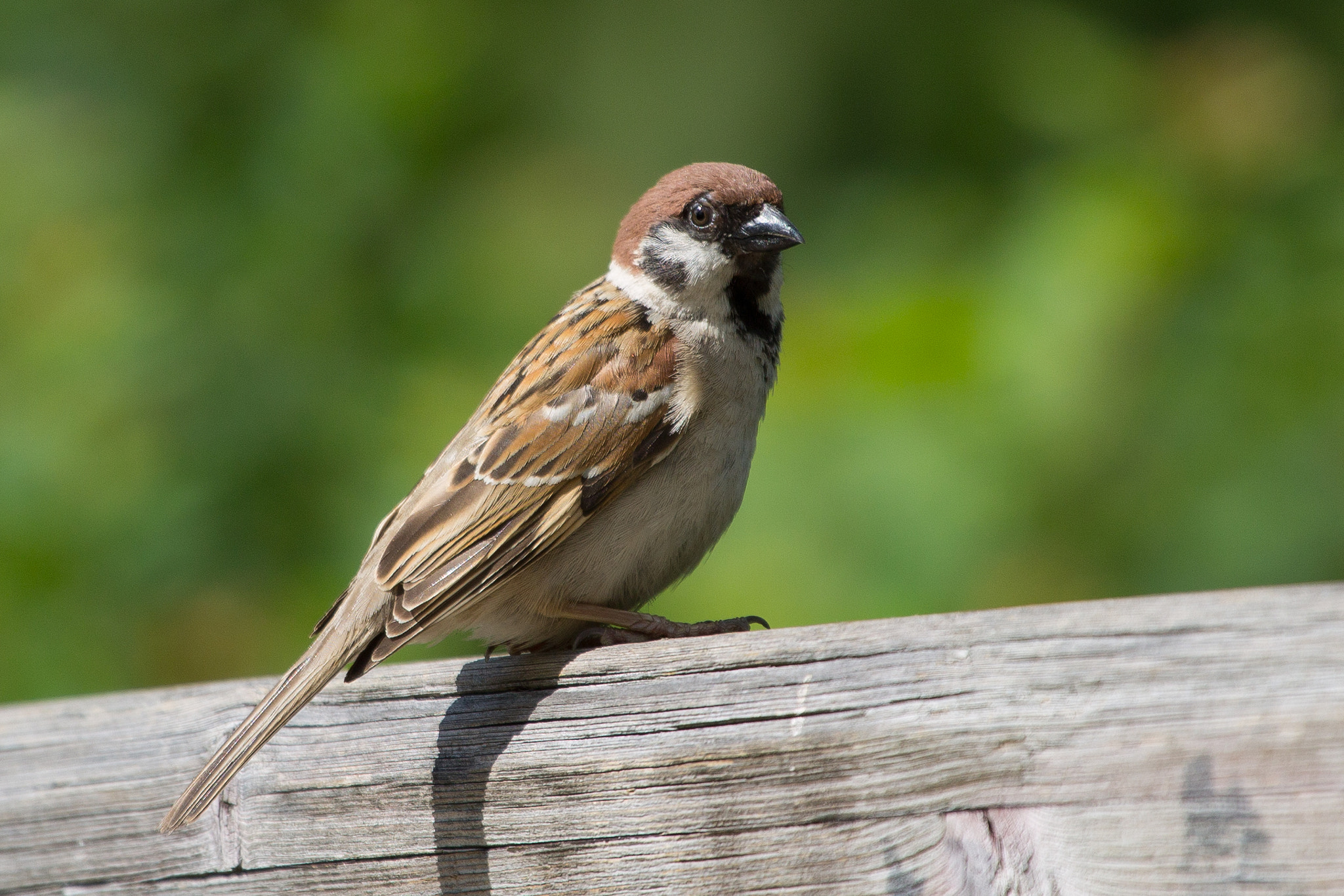 Canon EF 100-400mm F4.5-5.6L IS USM sample photo. Eurasian tree sparrow photography