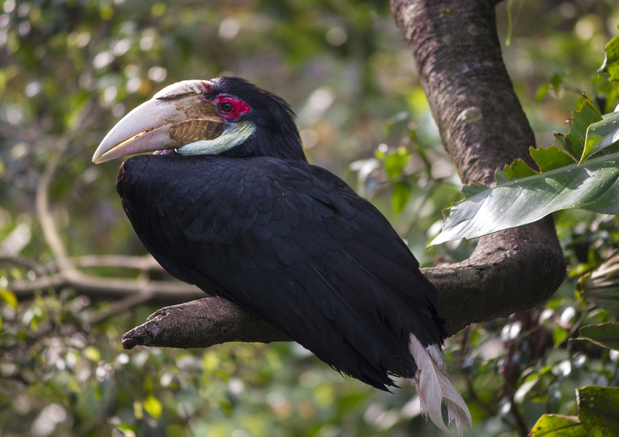 Canon EOS 1000D (EOS Digital Rebel XS / EOS Kiss F) sample photo. Big beak bird photography