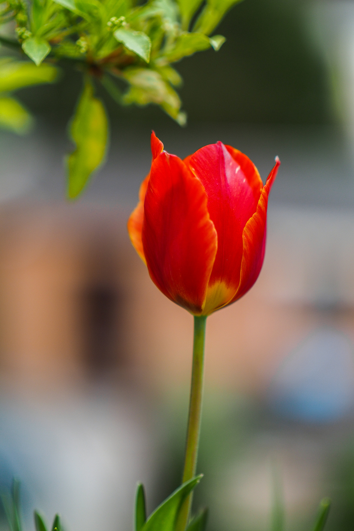 Panasonic Leica DG Nocticron 42.5mm F1.2 ASPH OIS sample photo. Just one photography
