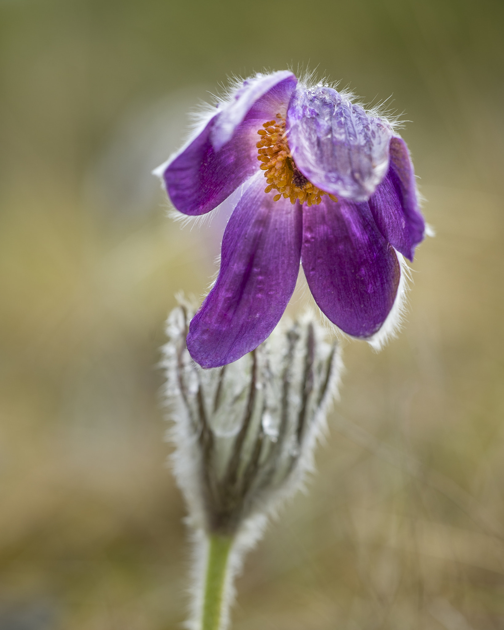 Sigma 150mm F2.8 EX DG Macro HSM sample photo. Belle des causses 2 photography