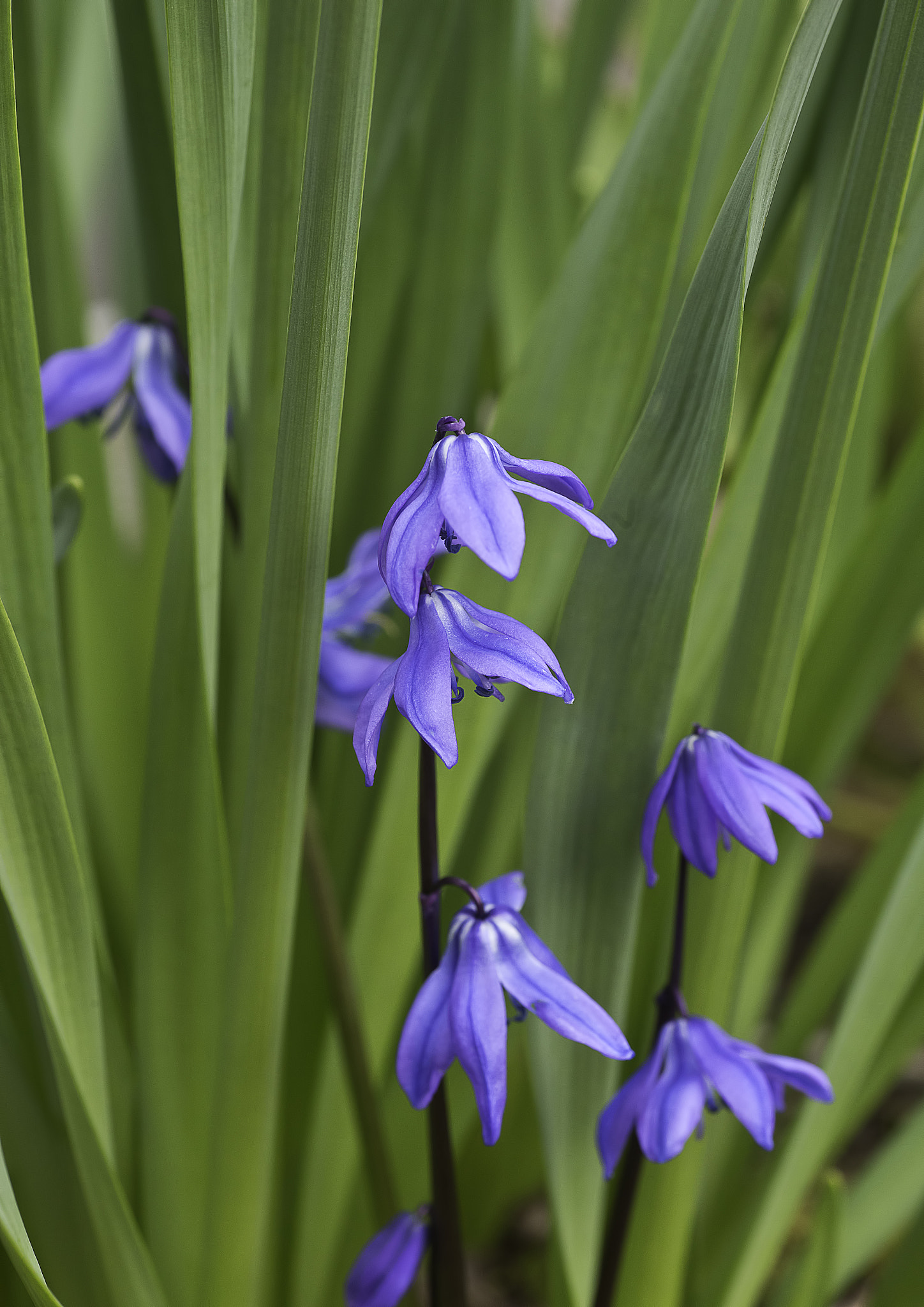 Tamron SP AF 90mm F2.8 Di Macro sample photo. Scilla sibirica photography