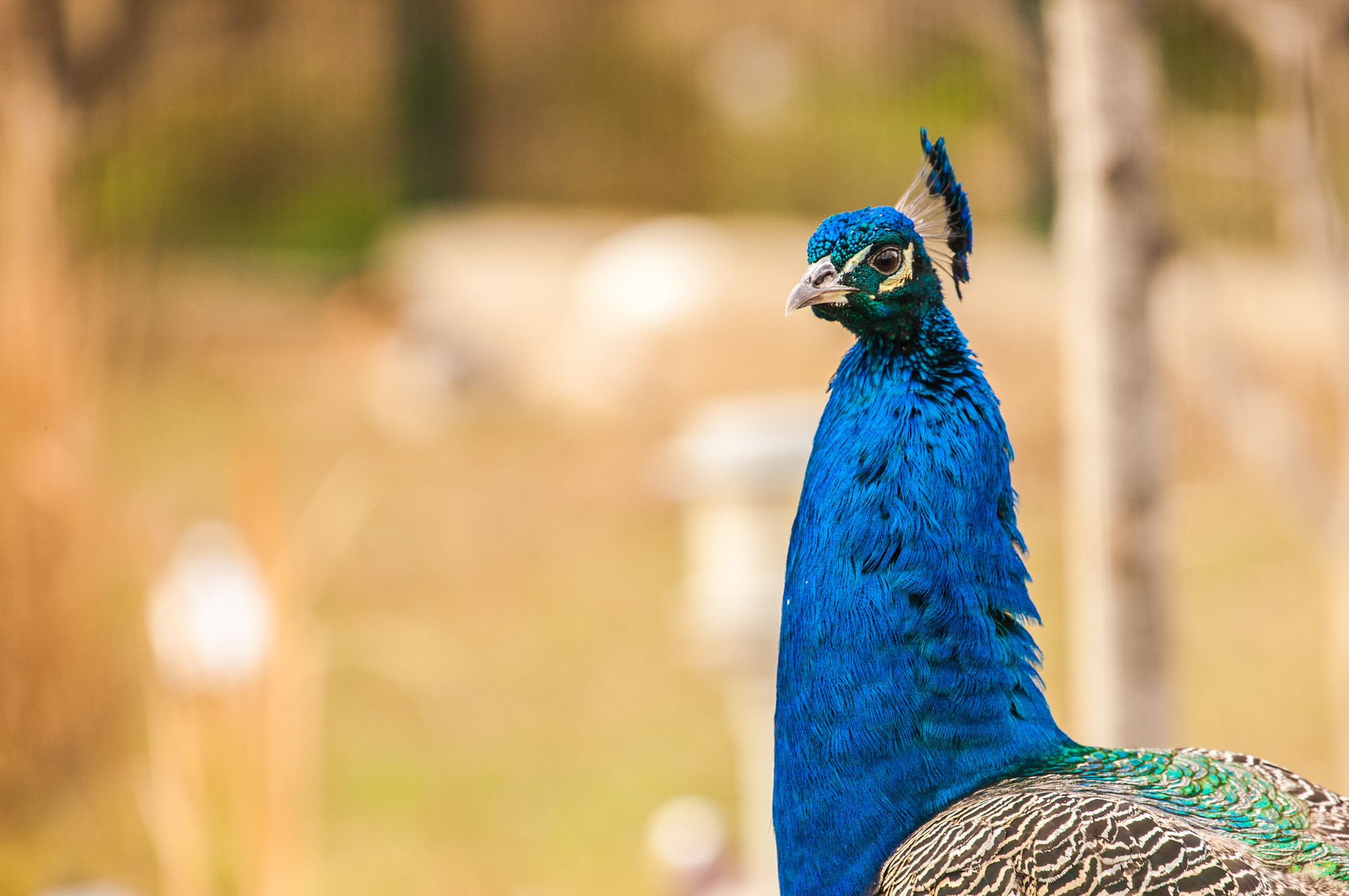 Canon EOS-1Ds Mark III sample photo. Peacock. photography