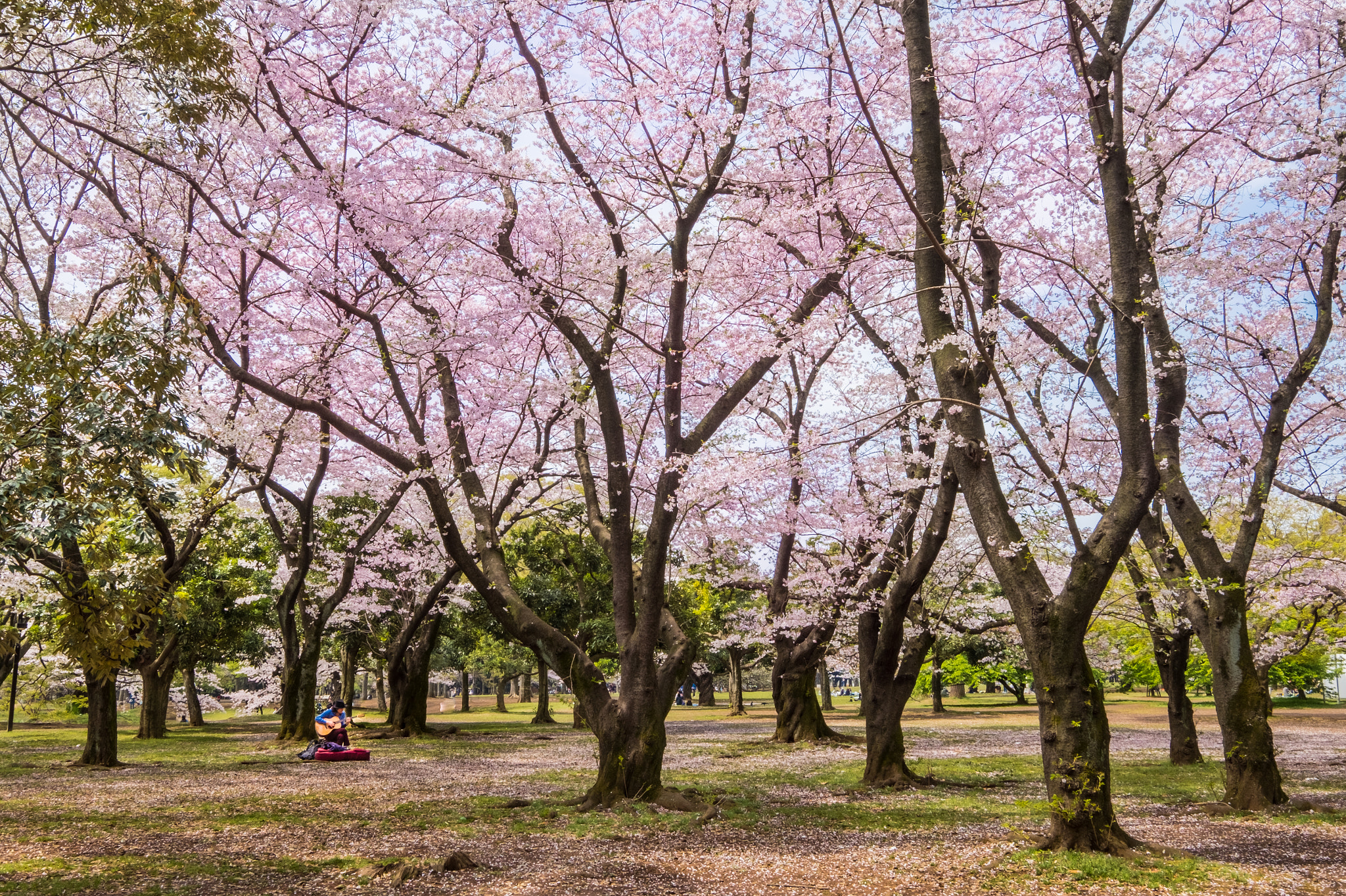 Fujifilm X-E2S + Fujifilm XF 10-24mm F4 R OIS sample photo. Serenade under cherry blossoms photography