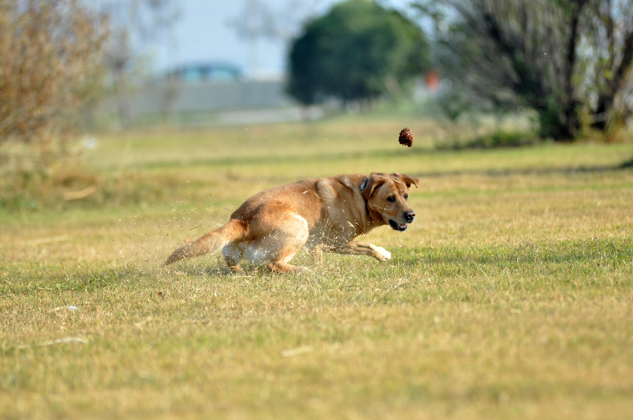 Sigma 70-200mm F2.8 EX DG OS HSM sample photo. Labrador chasing a pine cone photography