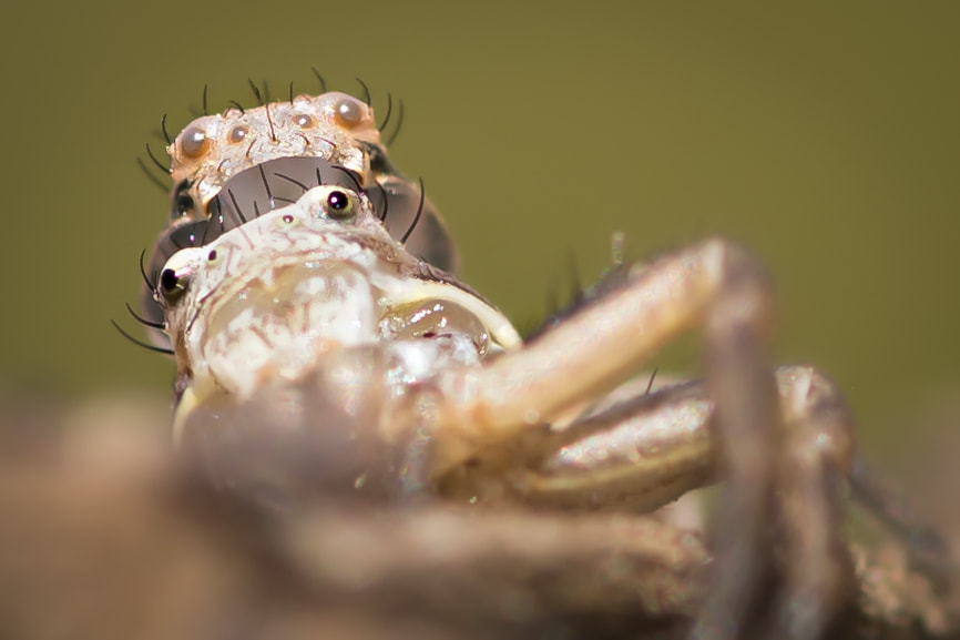 Canon EOS 6D + Sigma 105mm F2.8 EX DG Macro sample photo. Spider losing his cap photography