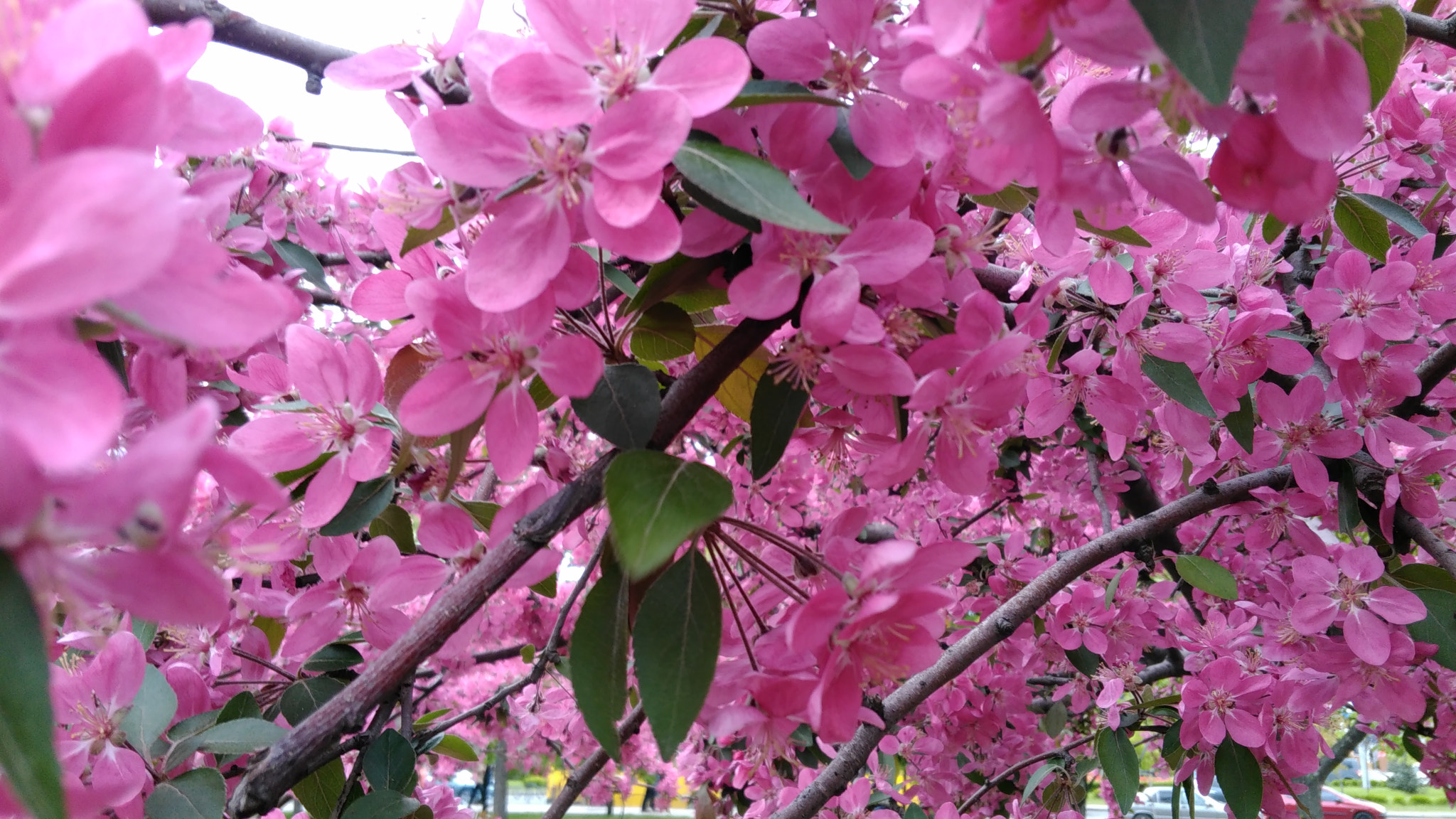 Lenovo S60-A sample photo. Img_20160421_180344.jpg photography