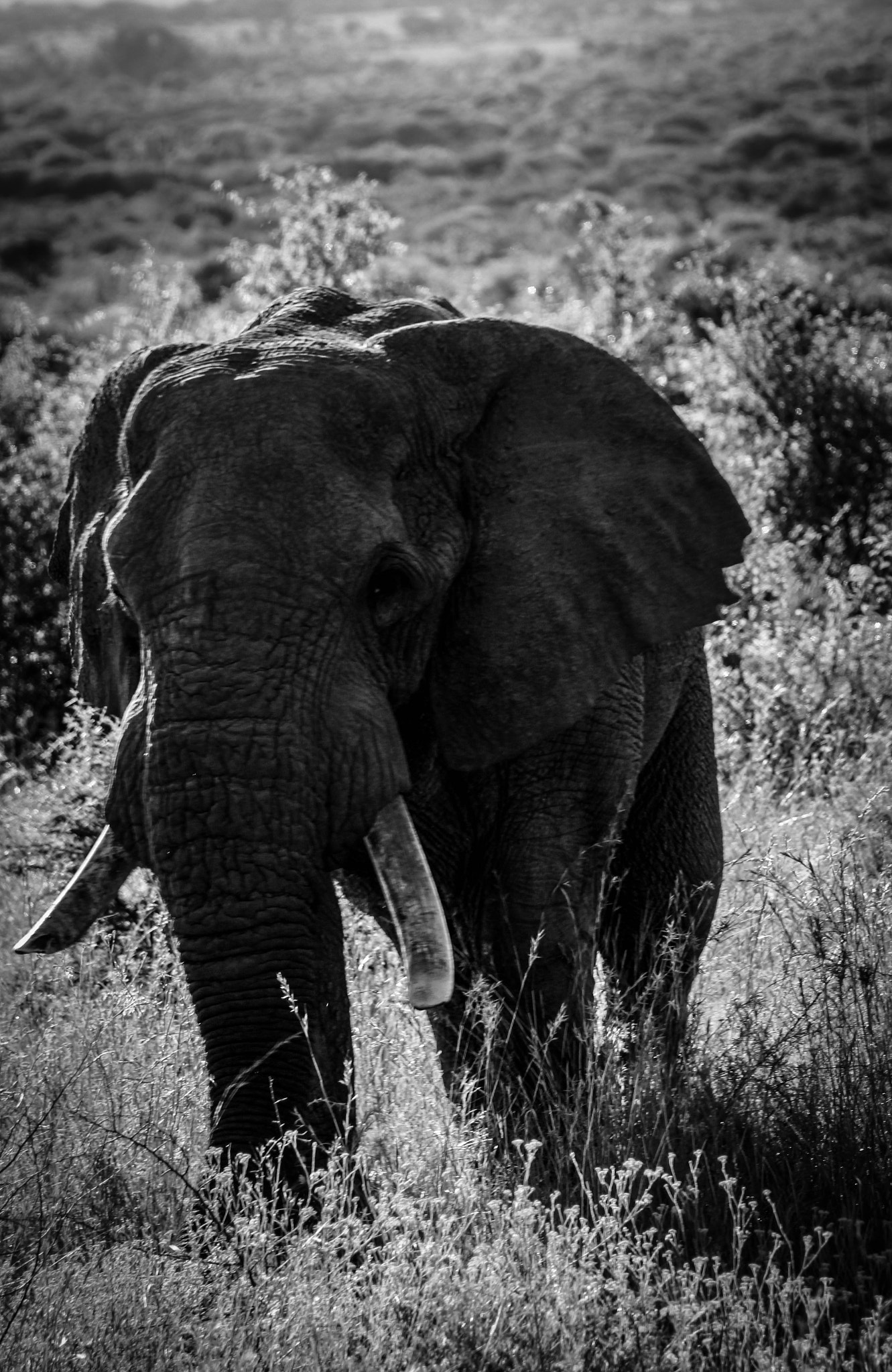 Canon EF 80-200mm f/4.5-5.6 USM sample photo. Elephant crossing photography