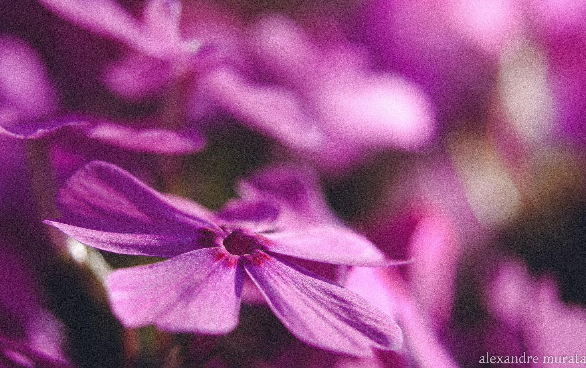 AF Zoom-Nikkor 28-80mm f/3.5-5.6D sample photo
