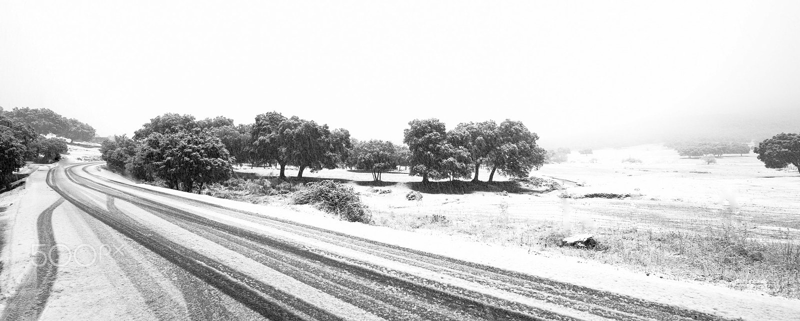 Nikon D4S sample photo. A sea of white photography