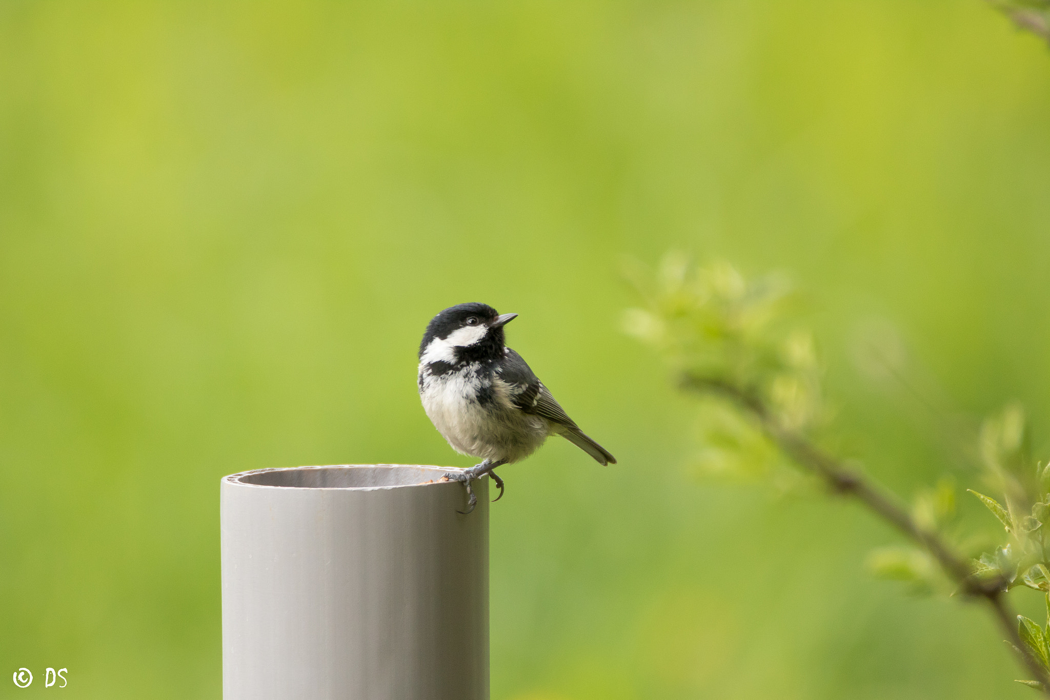Tamron SP 150-600mm F5-6.3 Di VC USD sample photo. Tannenmeise photography