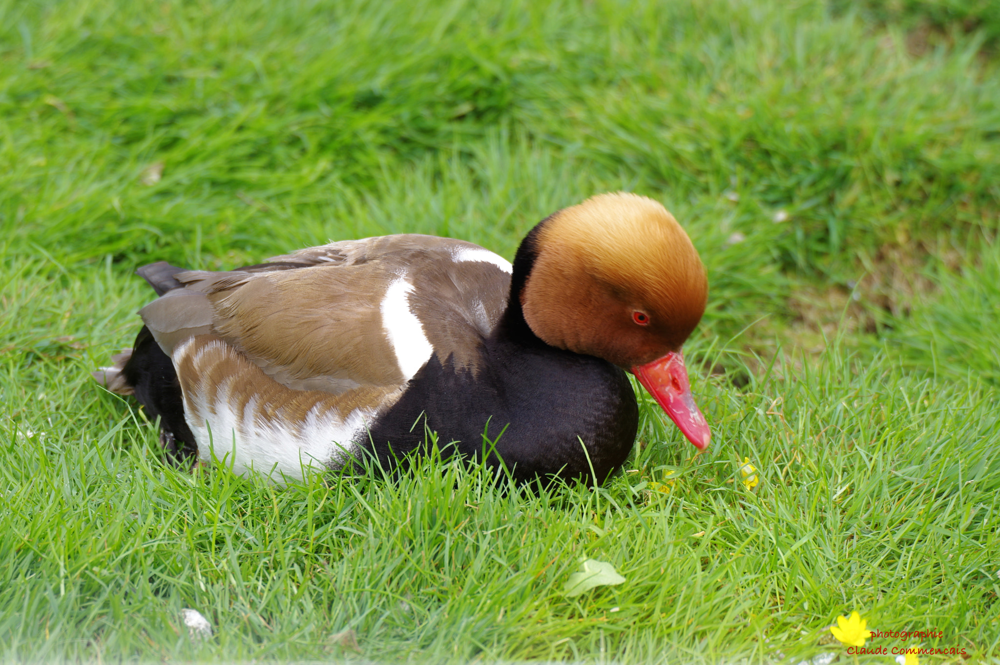 Sigma 50-500mm F4.5-6.3 DG OS HSM sample photo. La nette rousse photography