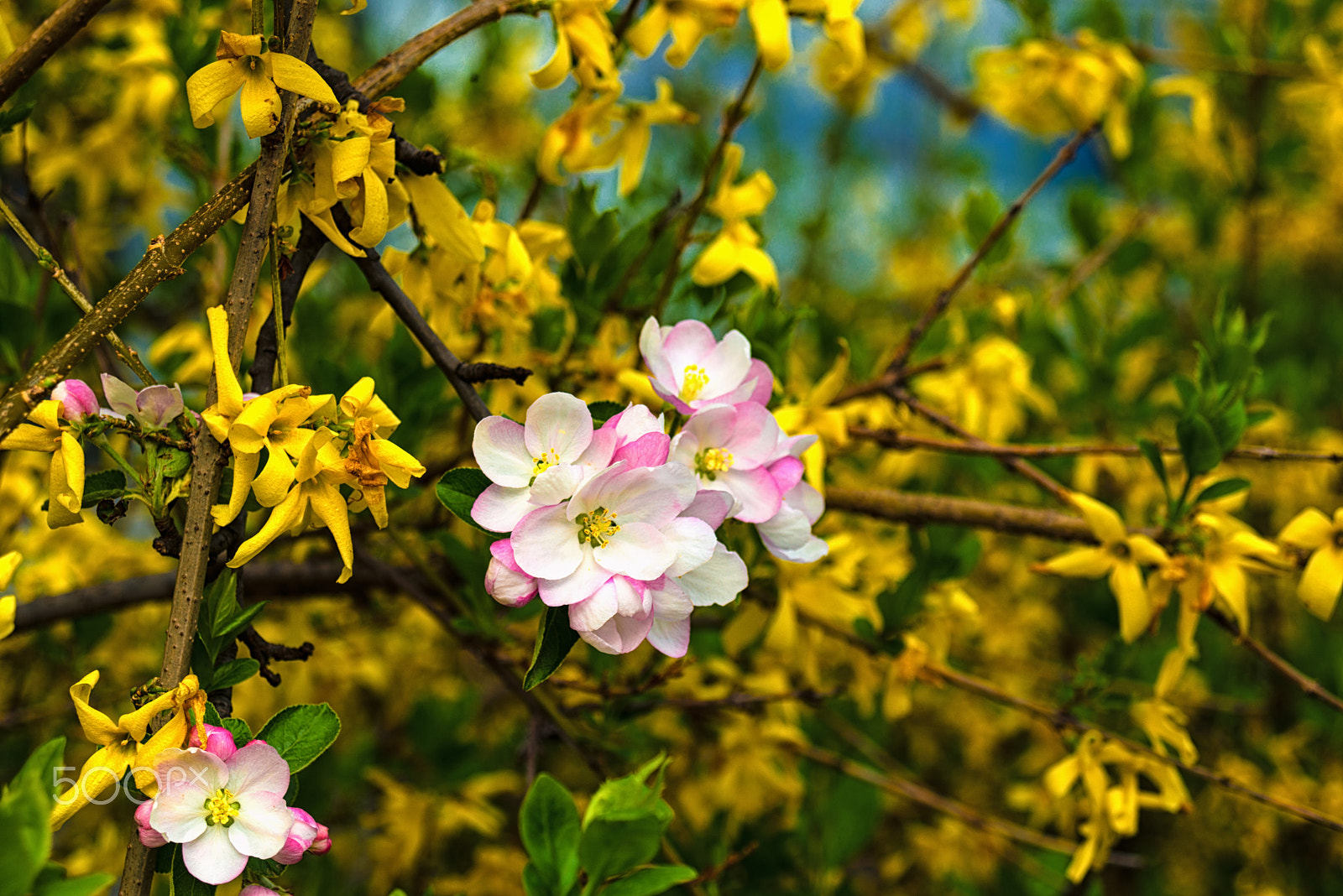 AF Zoom-Nikkor 28-100mm f/3.5-5.6G sample photo. Springtime photography